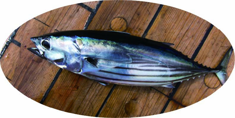 カツオ - 高知家の魚