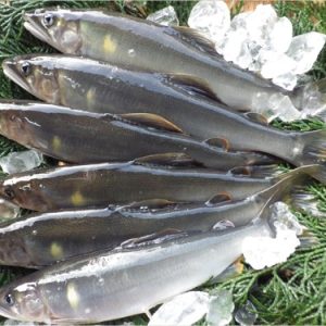 594957356_1546746409830267_199644531214383671_n