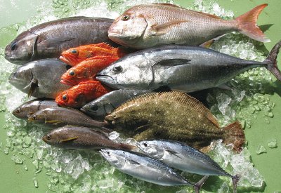 すくも湾産とれたて鮮魚